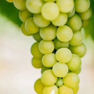 Vinanza Grape
